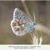 polyommatus corydonius akhaltsikhe male 1